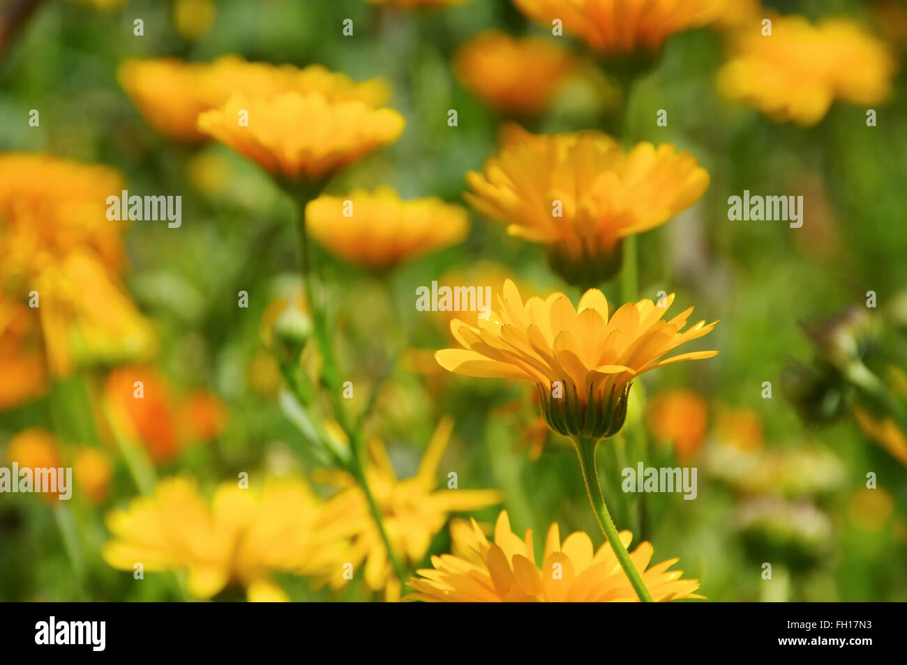 Ringelblume pflanze im garten hires stock photography and images Alamy