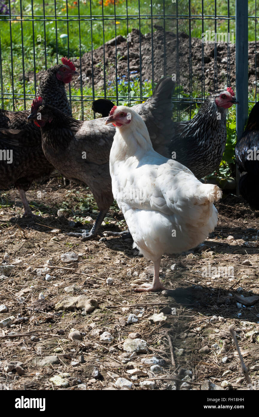 Chickens hens coop hi-res stock photography and images - Alamy