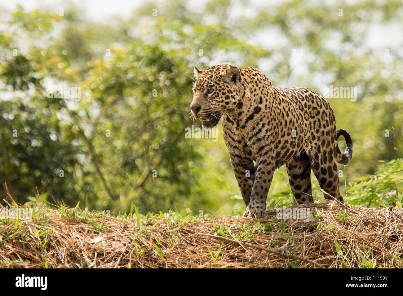 A wild sub-adult female jaguar atop a bank of the Cuiaba river in the Pantanal, Brazil. Stock Photo