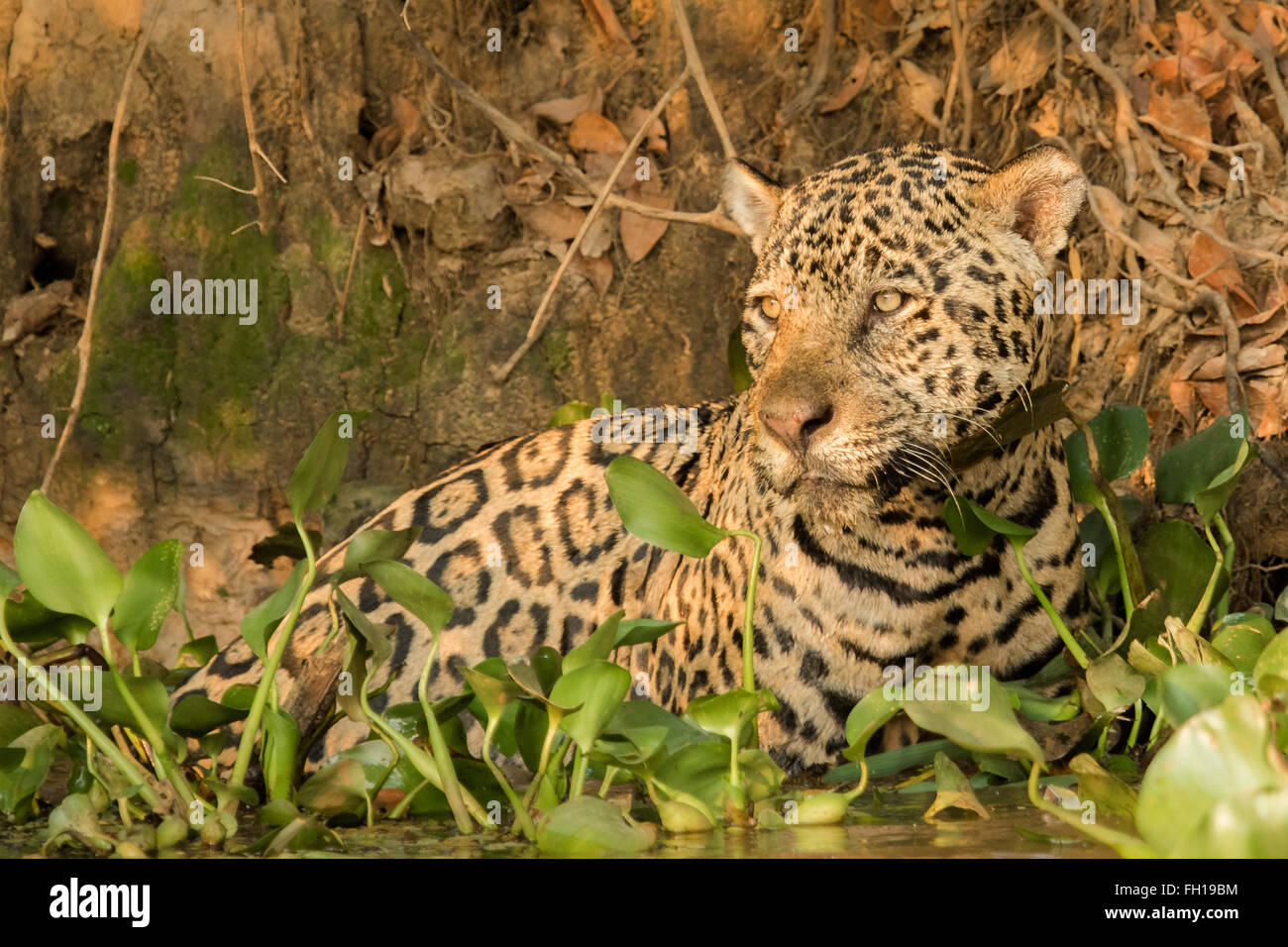 A wild male jaguar in the Cuiaba river in the Pantanal, Brazil. Stock Photo