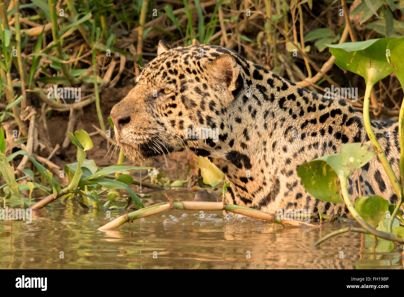 A wild male jaguar swimming in the Cuiaba river in the Pantanal, Brazil. Stock Photo