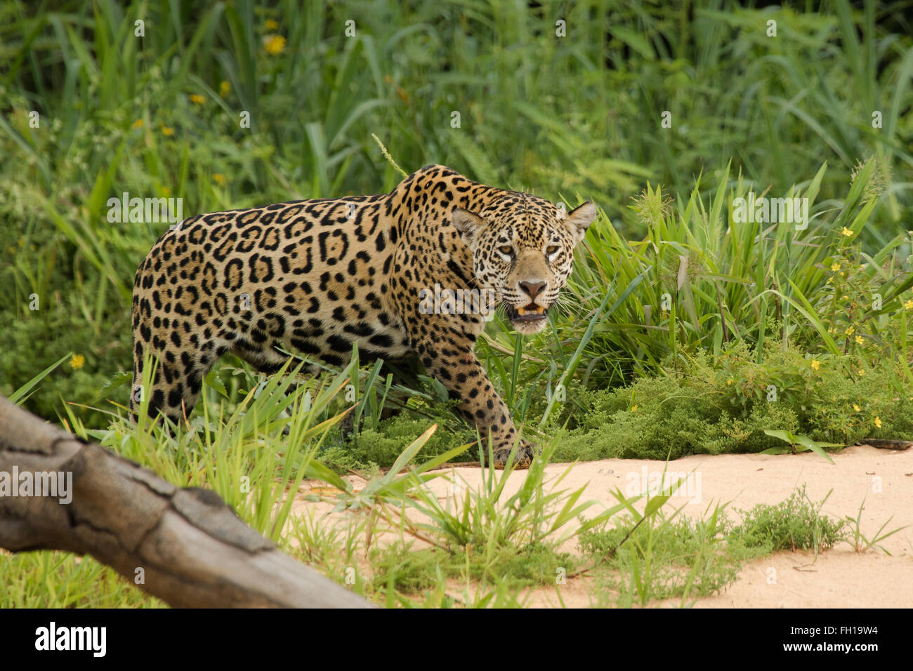 A wild sub-adult female jaguar on the banks of the Cuiaba river in the Pantanal, Brazil. Stock Photo