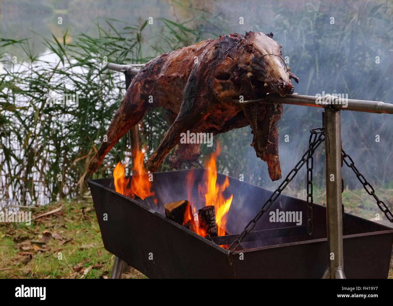 Wildschwein am Spiess - traditional wild boar on spit and wooden fire Stock Photo