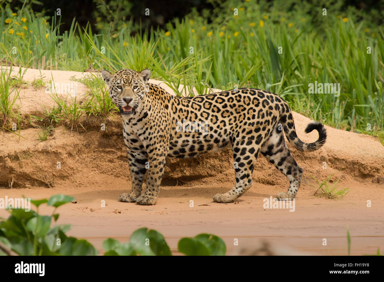 A wild sub-adult female jaguar on the banks of the Cuiaba river in the Pantanal, Brazil. Stock Photo