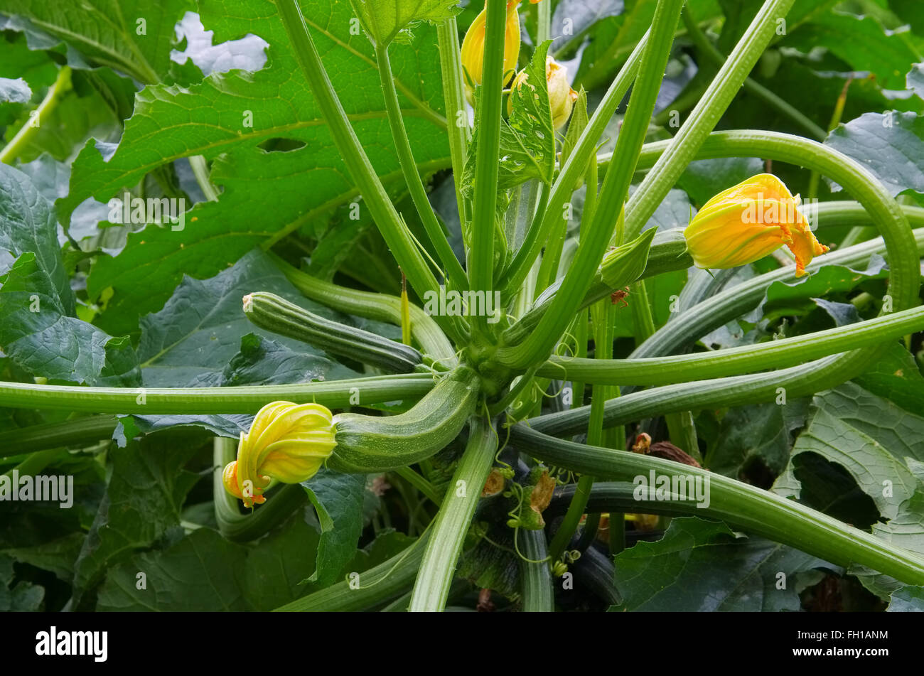 Zucchini Pflanze im garten - courgette plant and vegetable in garden Stock Photo