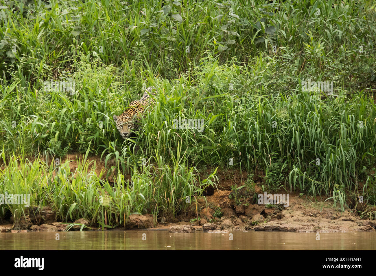 A wild sub-adult female jaguar on the banks of the Cuiaba river in the Pantanal, Brazil. Stock Photo