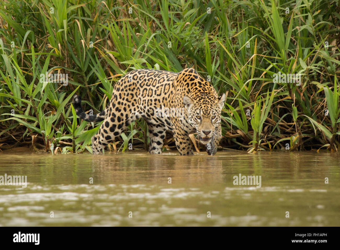 A wild sub-adult female jaguar stalks the bank of the Cuiaba river in the Pantanal, Brazil. Stock Photo