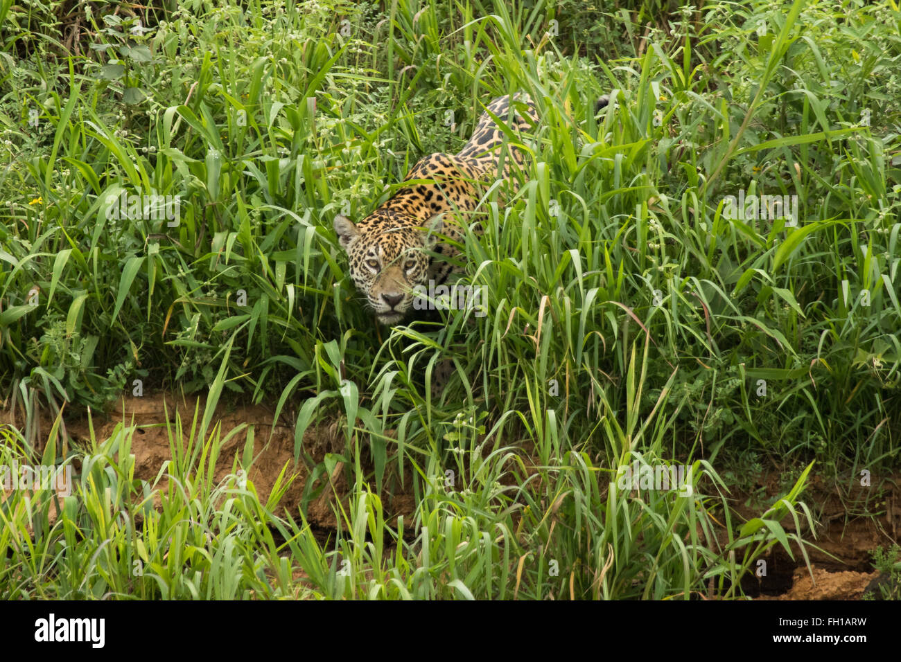 A wild sub-adult female jaguar on the banks of the Cuiaba river in the Pantanal, Brazil. Stock Photo