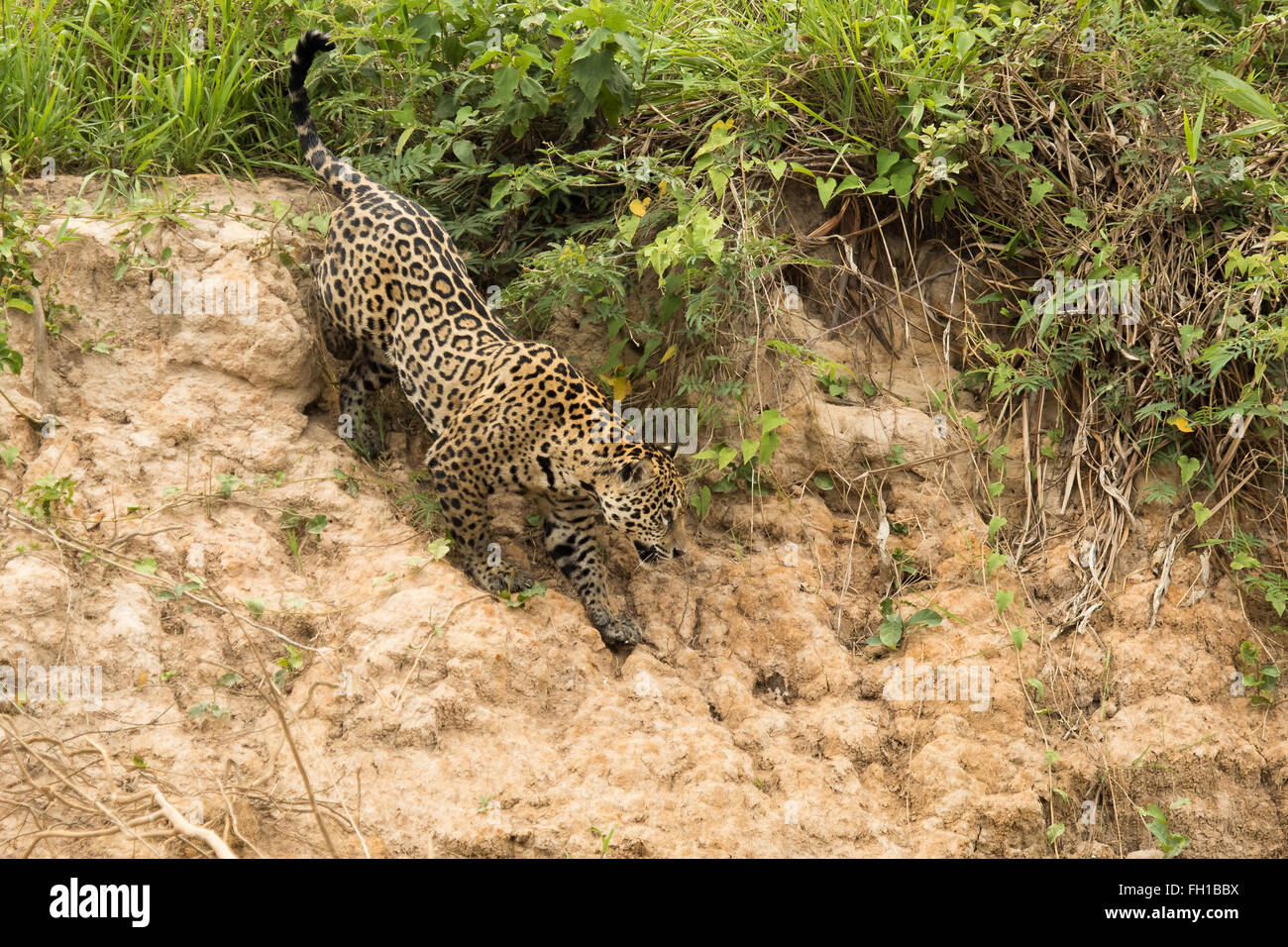 A wild sub-adult female jaguar descending a bank of the Cuiaba river in the Pantanal, Brazil. Stock Photo