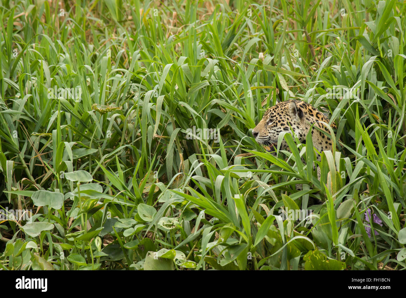 A wild sub-adult female jaguar hiding on the banks of the Cuiaba river in the Pantanal, Brazil. Stock Photo