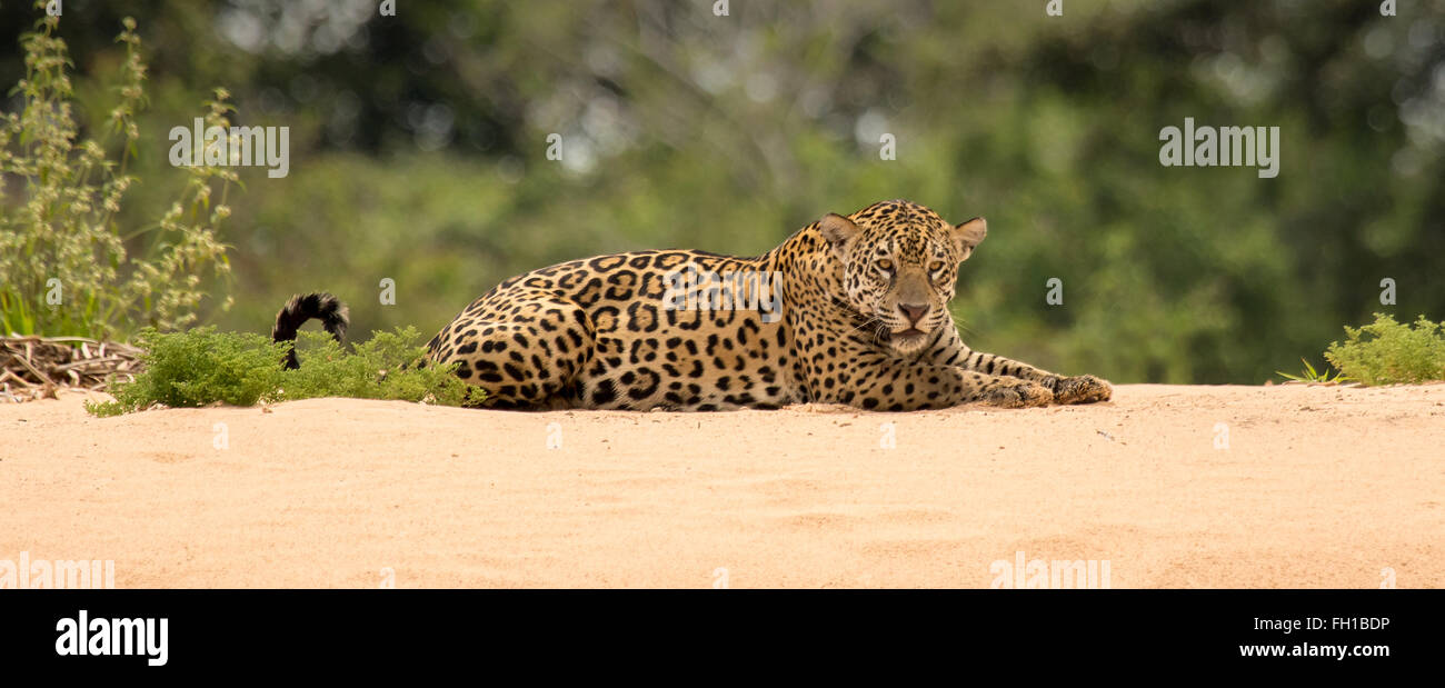 A wild sub-adult female jaguar intently watches caiman in the Cuiaba river in the Pantanal, Brazil. Stock Photo