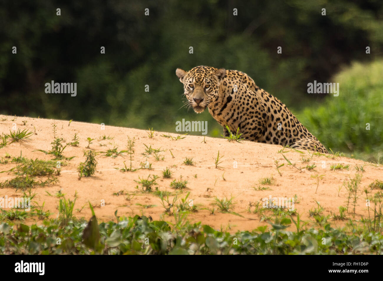 A wild sub-adult female jaguar on the banks of the Cuiaba river in the Pantanal, Brazil. Stock Photo