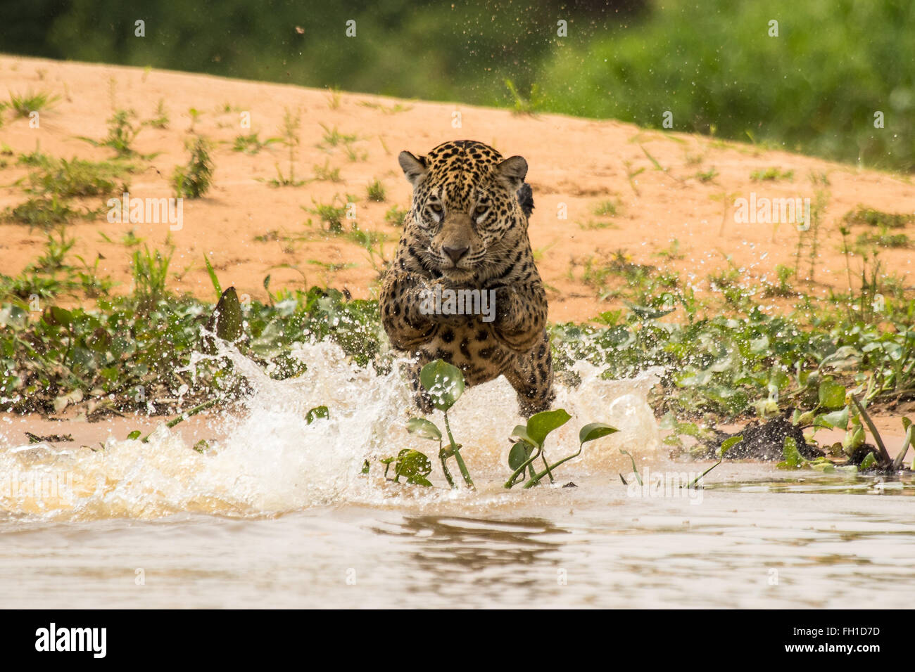 A wild sub-adult female jaguar hunting caiman in the Cuiaba river in the Pantanal, Brazil. Stock Photo