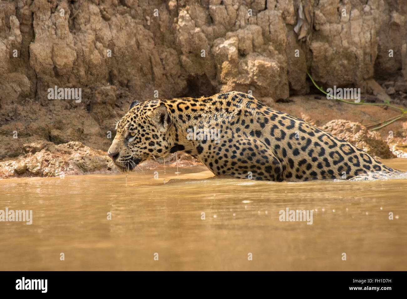 A wild sub-adult female jaguar emerging from the Cuiaba river in the Pantanal, Brazil. Stock Photo