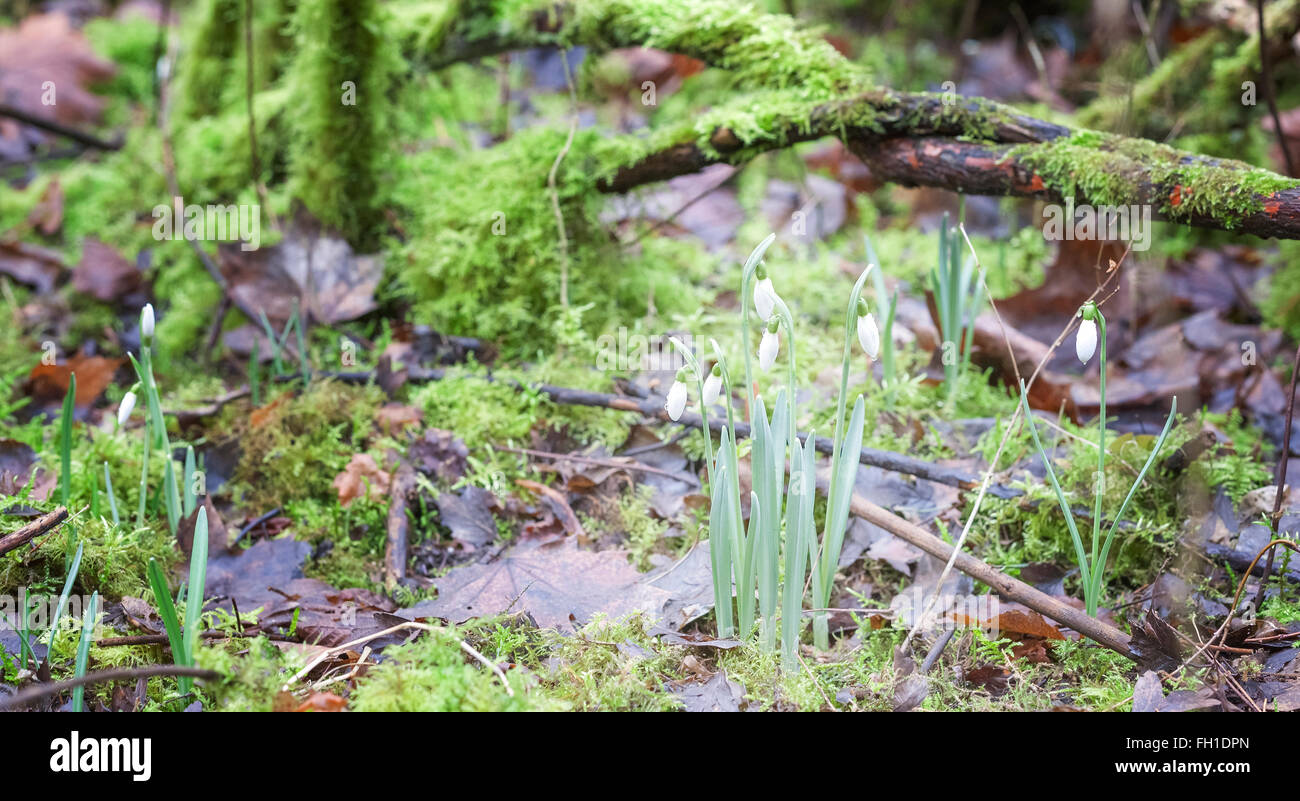 First snowdrop flowers in a forest, shallow depth of field. Stock Photo