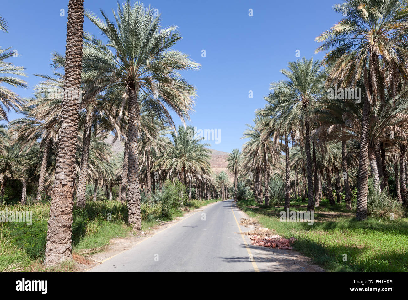 Date palm trees in an oasis near Nizwa. Sultanate of Oman, Middle East