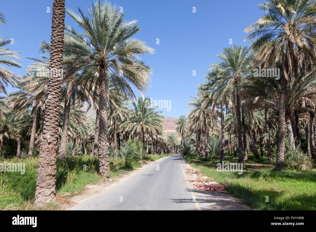 Date palm trees in an oasis near Nizwa. Sultanate of Oman, Middle East Stock Photo