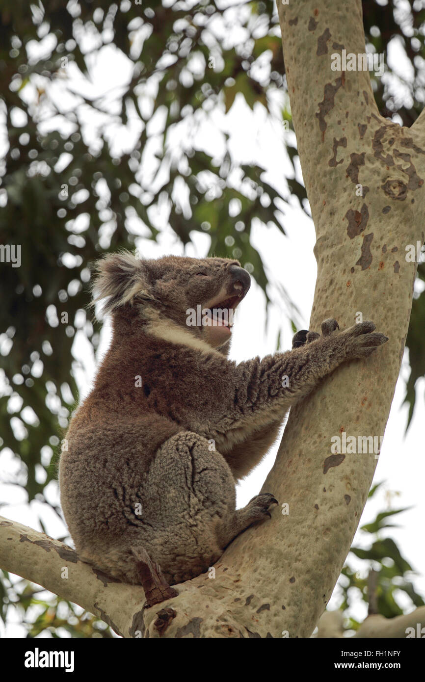 Koala (Phascolarctos cinereus) sitting on a tree in the Tower Hill Wildlife Reserve near Warrnambool, Victoria, Australia. Stock Photo