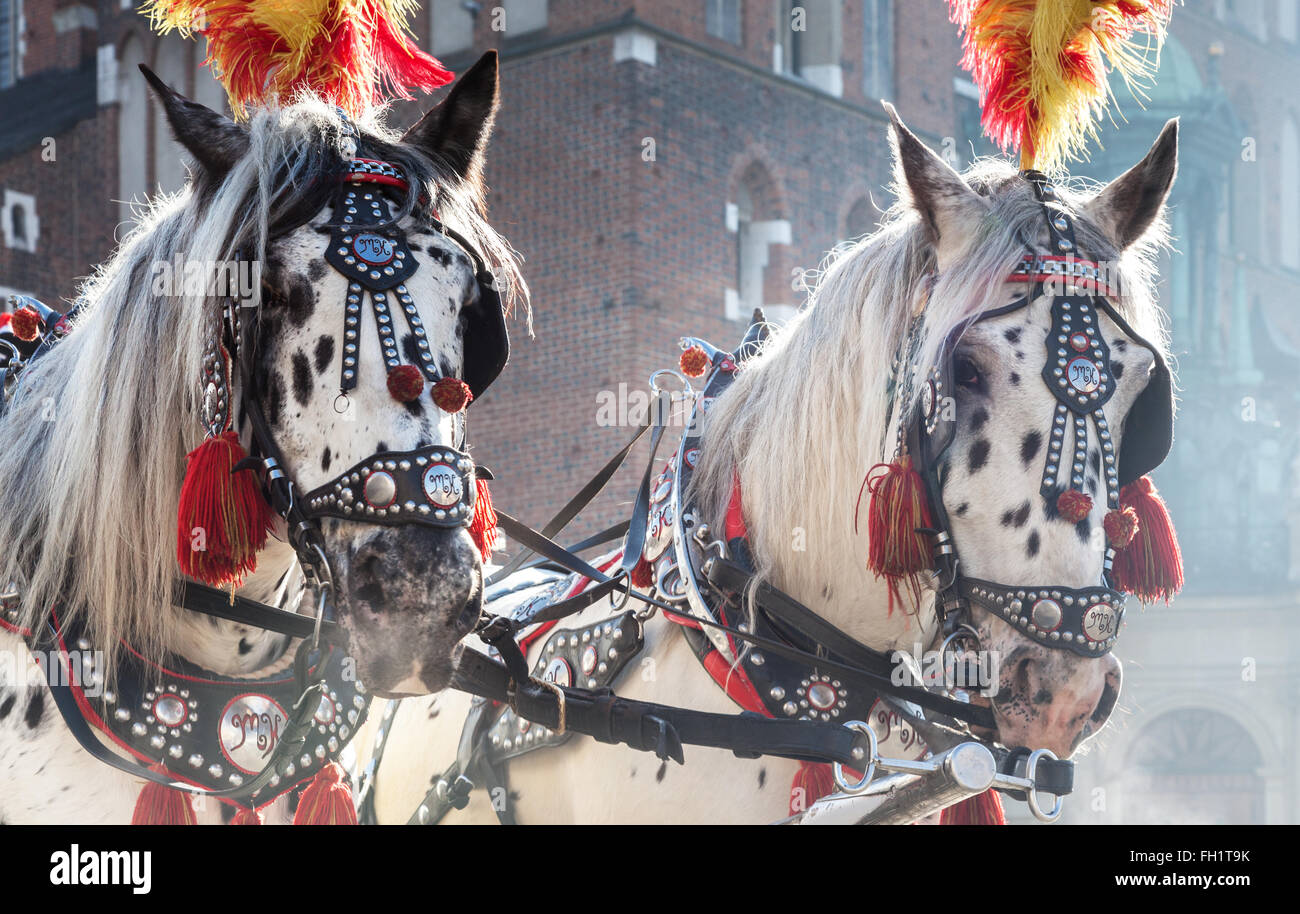 Pulling a horses mane hires stock photography and images Alamy