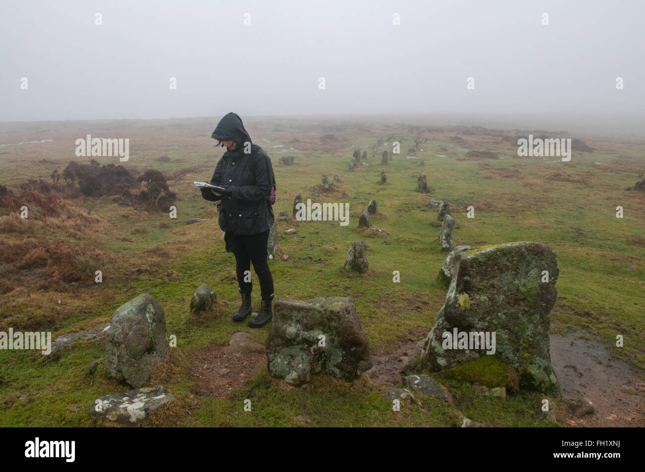 A tourist on Cosdon Hill, Dartmoor, UK looks at her ordnance survey map by the triple stone row Stock Photo