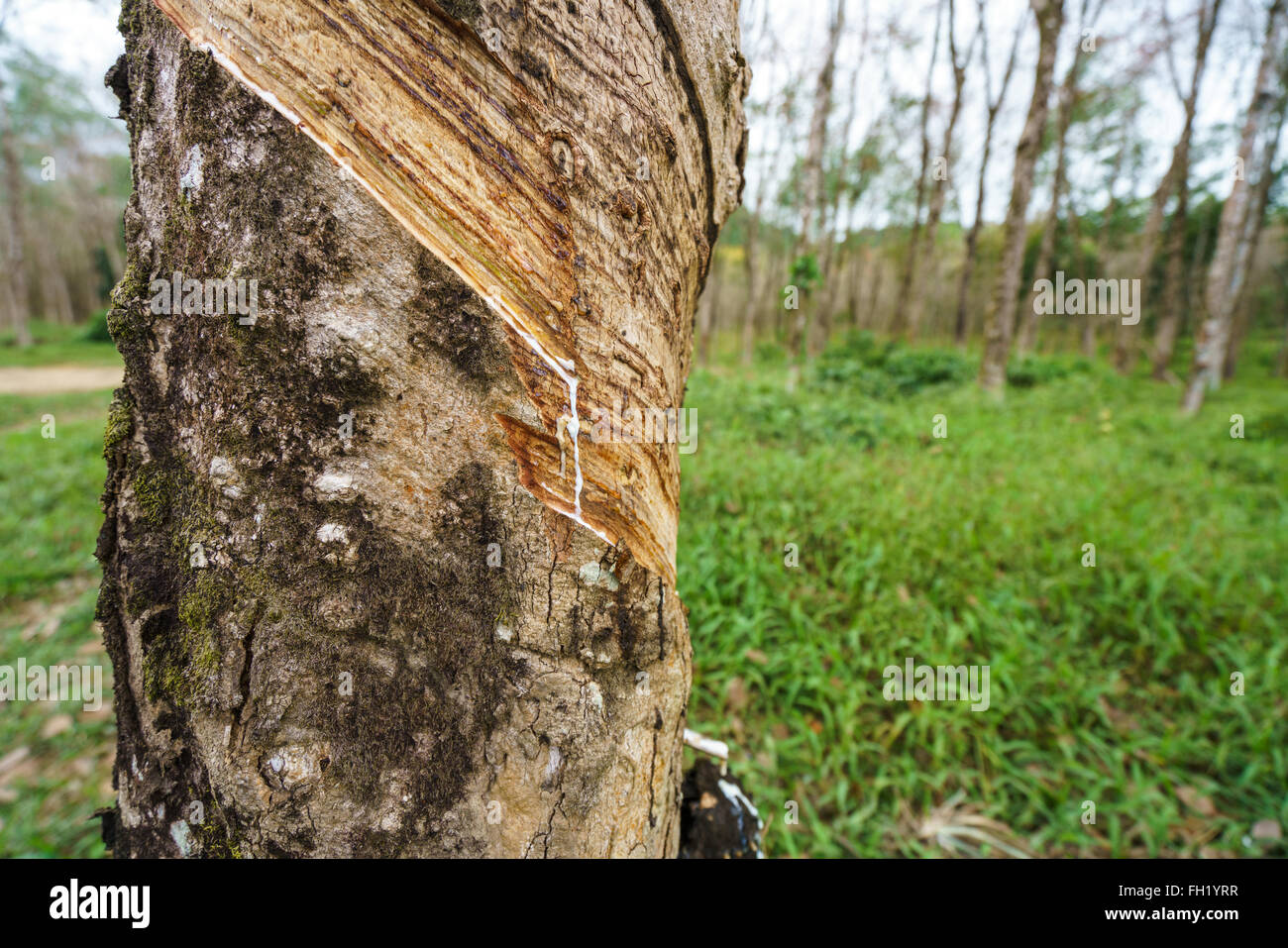 Phuket thailand rubber tree plantation hires stock photography and