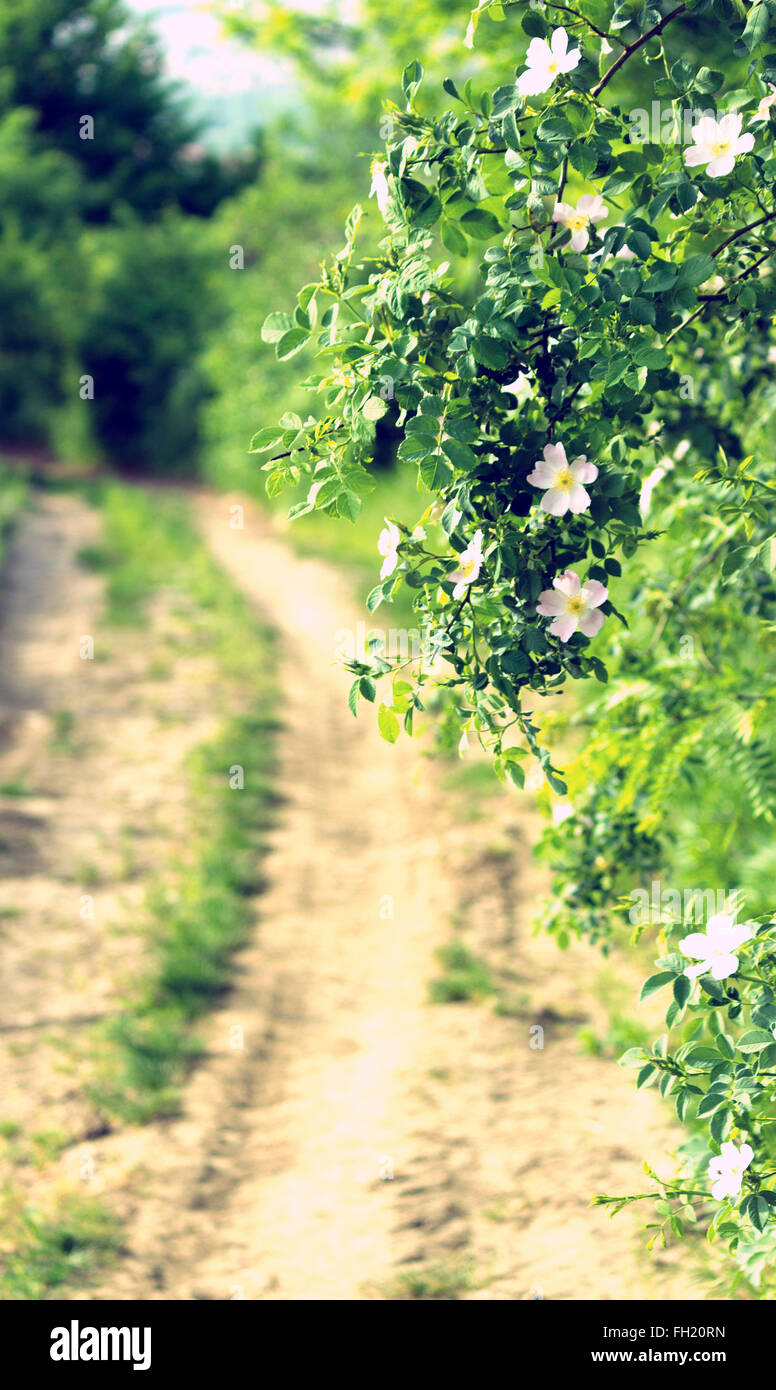 Bloom and wild flowers hires stock photography and images Alamy