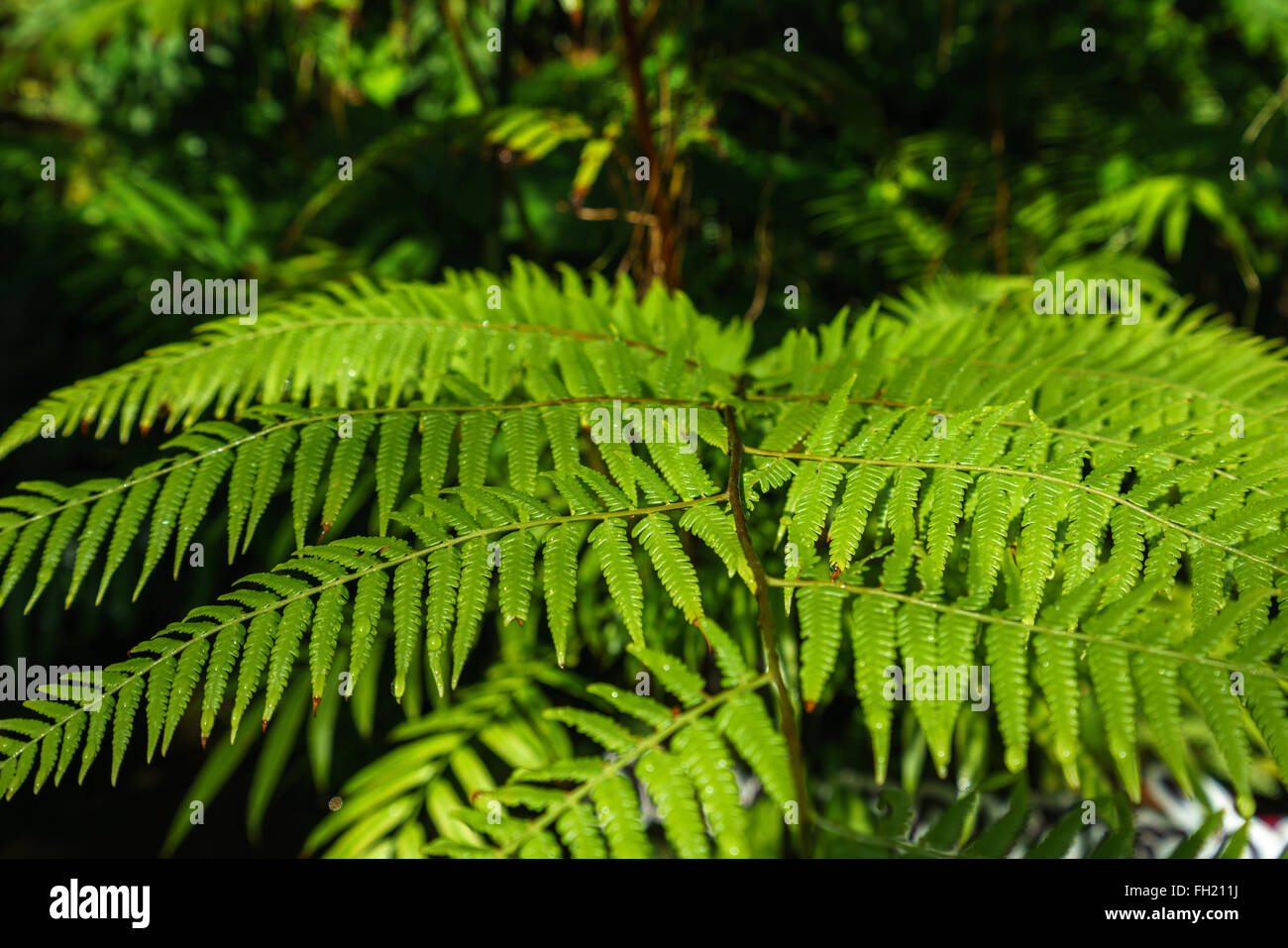 Image of beautiful tropical plant, close-up Stock Photo - Alamy