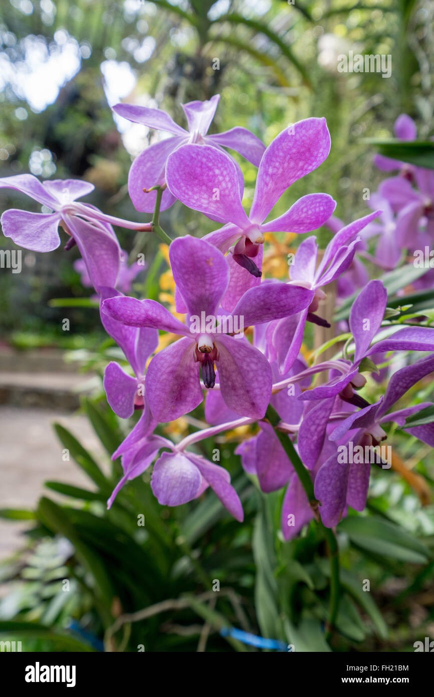 Beautiful orchids bloom in garden. Thailand Stock Photo - Alamy