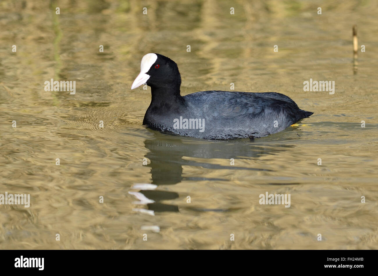 A coot swimming on the water UK Stock Photo