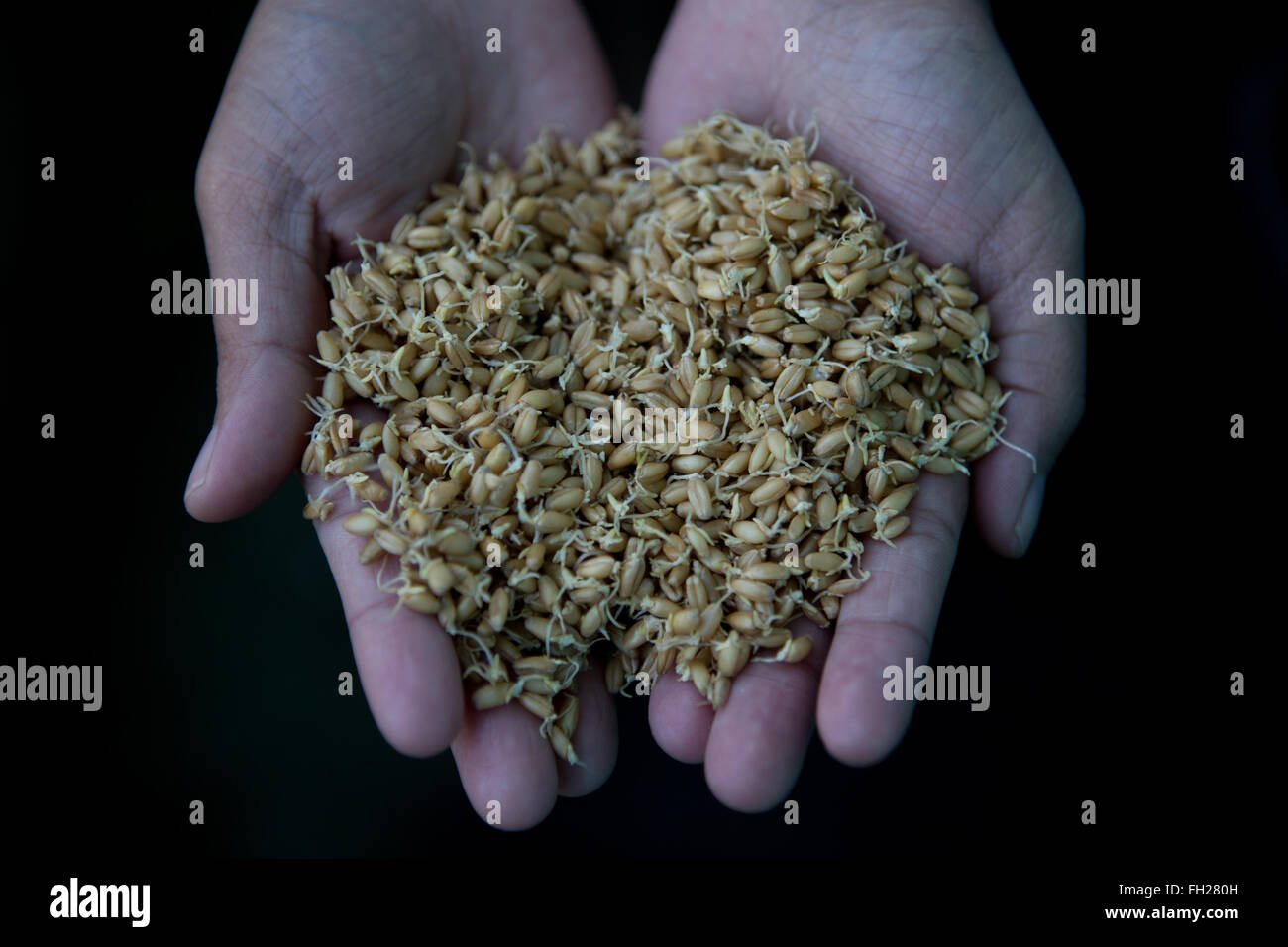 Early growth of established wheat seedlings Stock Photo