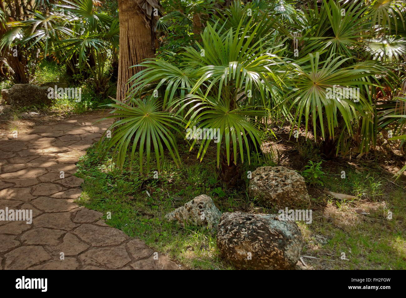 Exotic tropical park path hi-res stock photography and images - Alamy