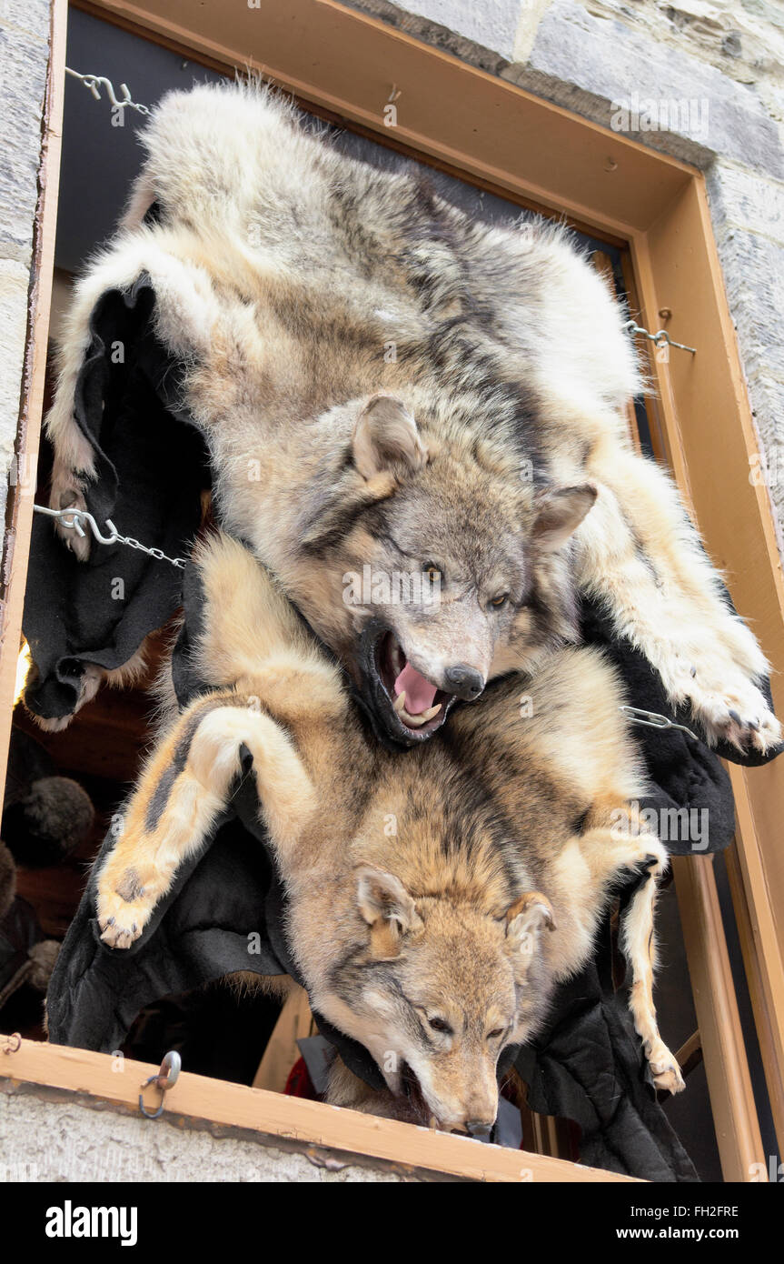 Wolf skin draped over a stall at Quebec street shop in Canada Stock Photo