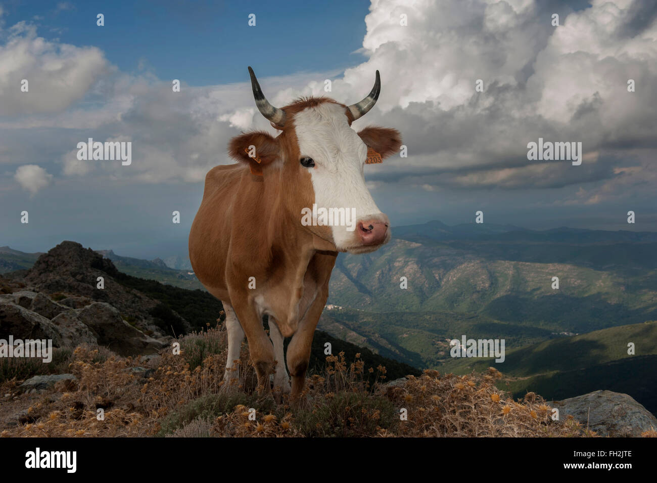 Cattle at the top of Monte Stello. Cap Corse. Corsica. France. Europe Stock Photo