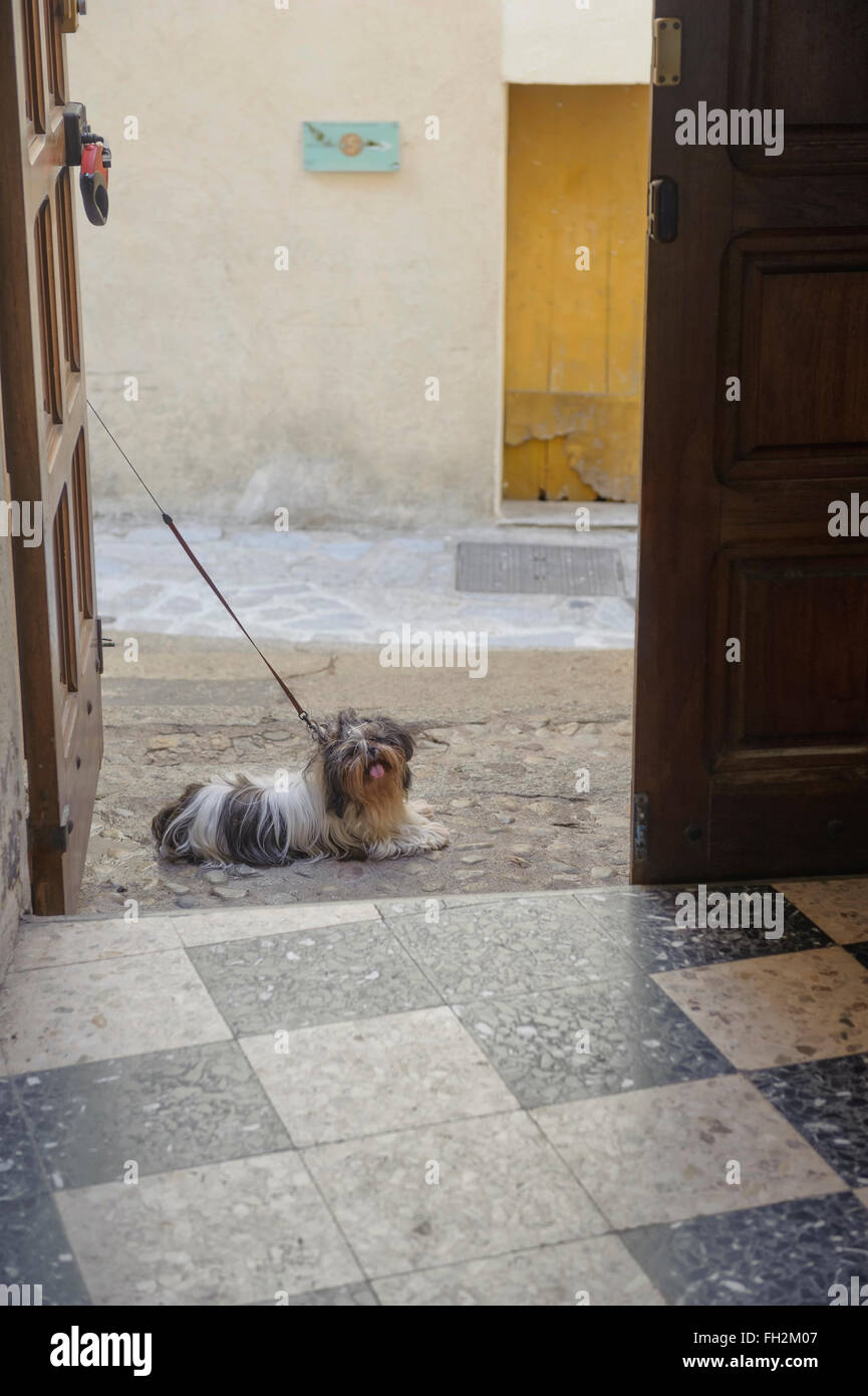 Dog tied up outside church hires stock photography and images Alamy