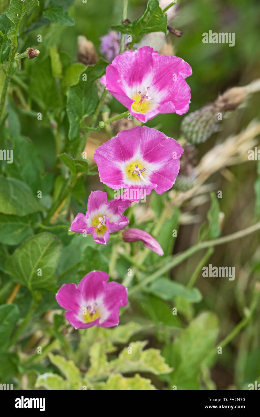 Field Bindweed (Convulvulus arvensis Stock Photo Alamy