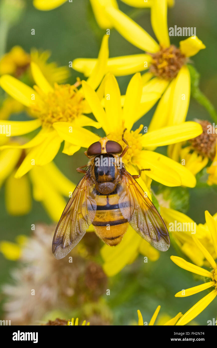 A large male hoverfly  (Volucella inanis)  feeding on ragwort Stock Photo