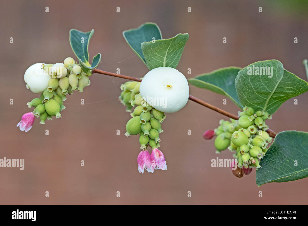 Snowberries  (Symphoricarpos ) Stock Photo