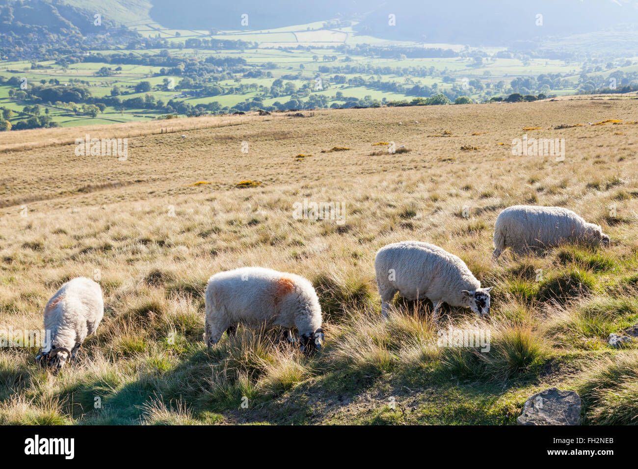 Four sheep grazing on a hillside in Autumn. Lose Hill, Derbyshire, Peak District National Park, England, UK Stock Photo