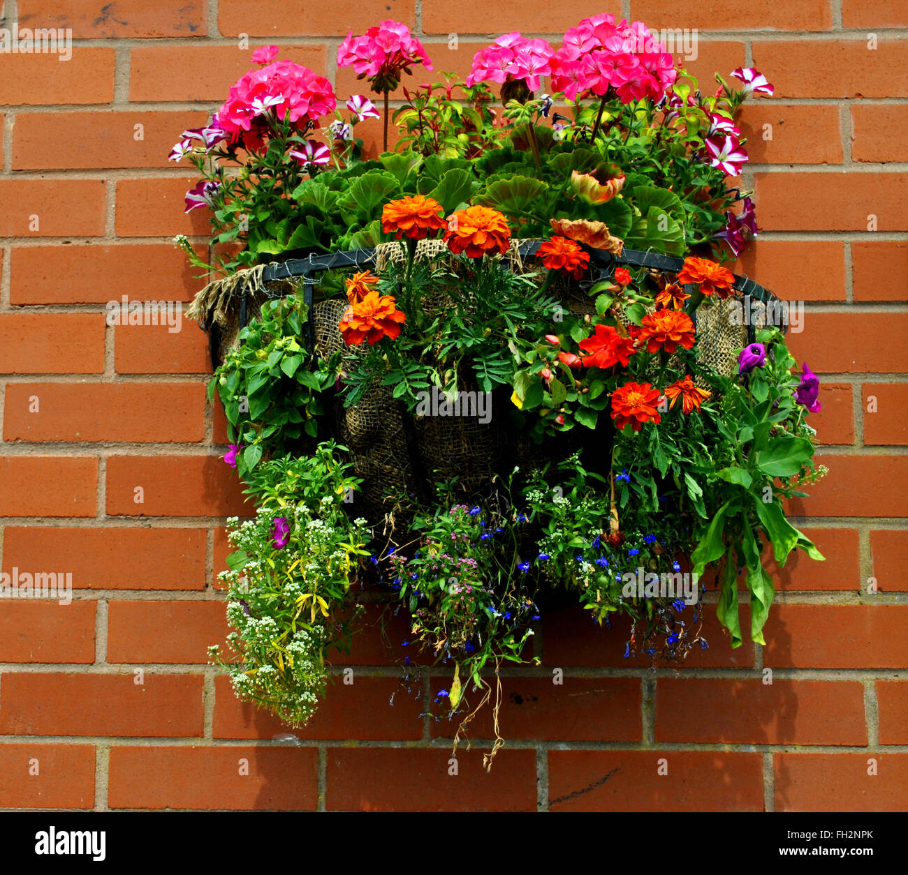 Hanging basket with bedding plants Stock Photo Alamy