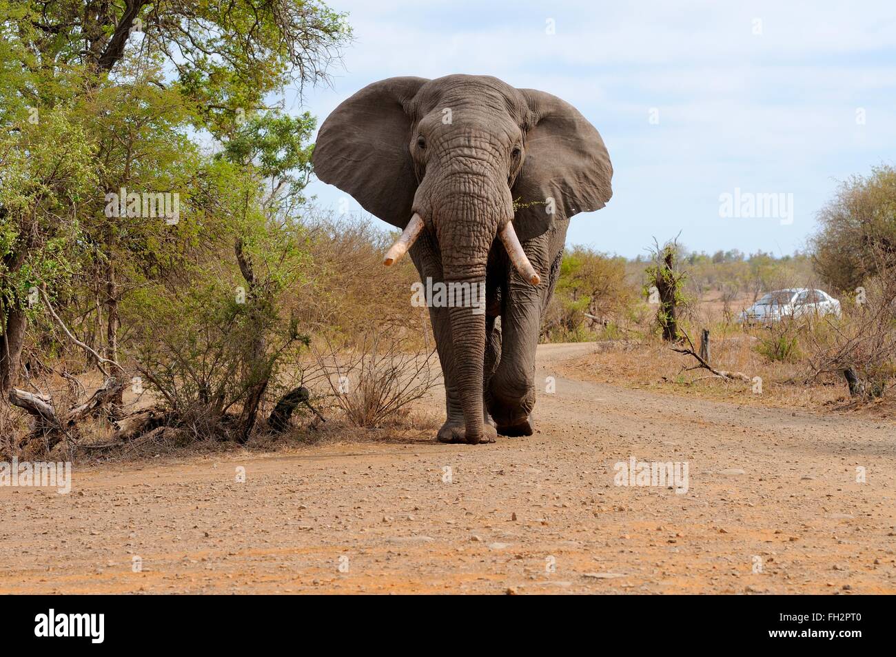 African bush elephant (Loxodonta africana), bull walking on gravel road, in front of a car, Kruger National Park, South Africa Stock Photo