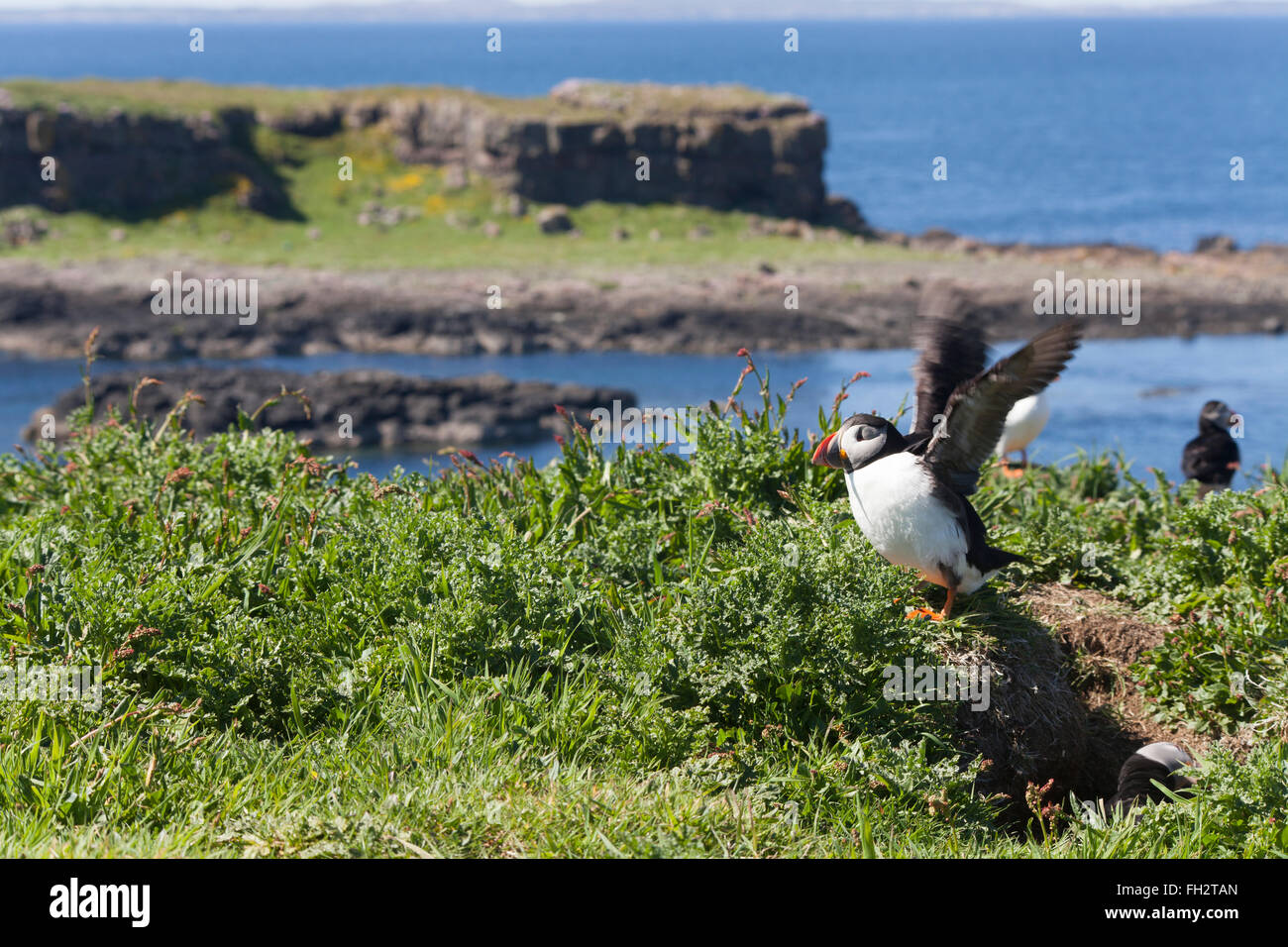 A puffin standing in the grass with his wings stretched out - the wings are blurred from movement. Stock Photo