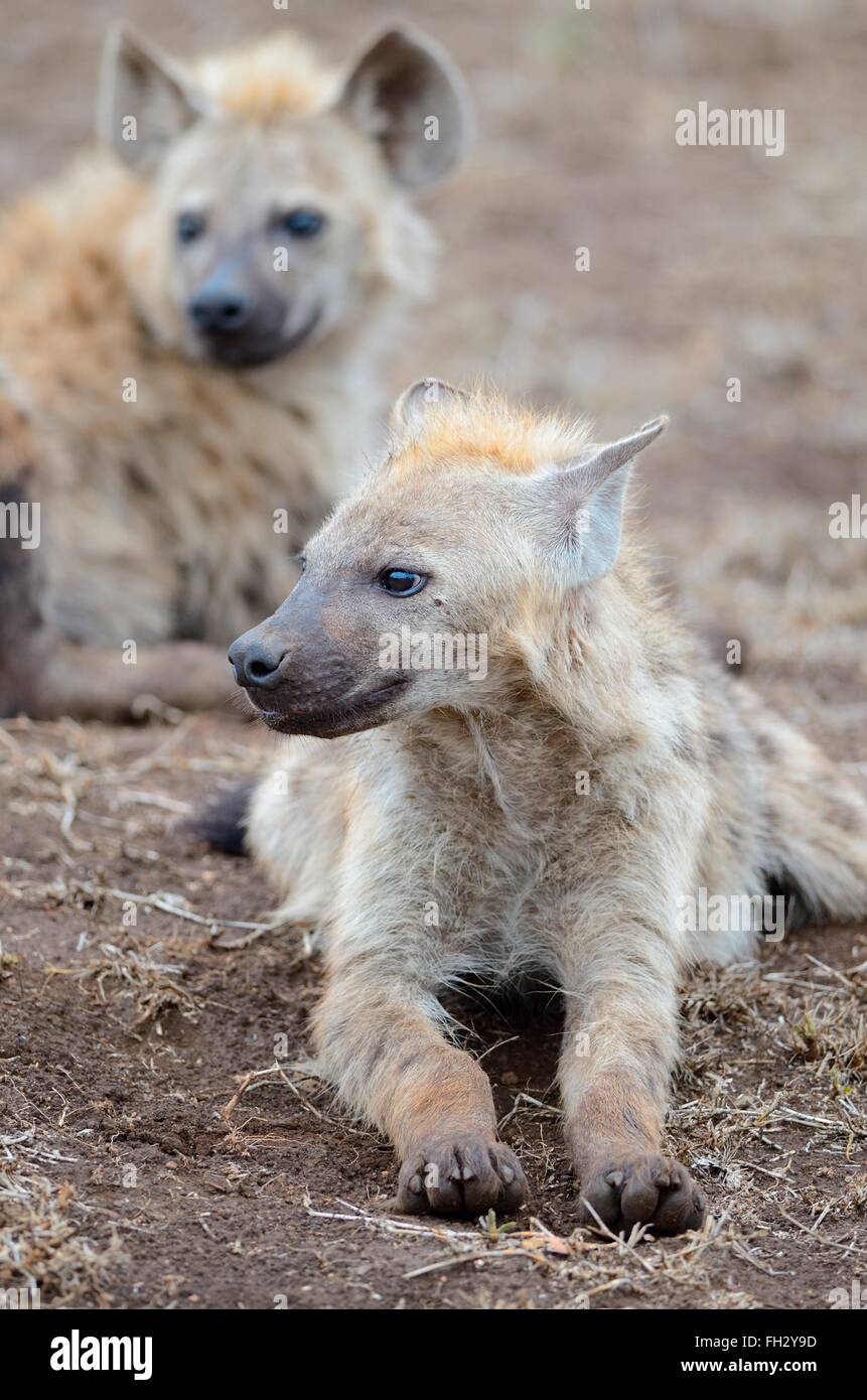 Spotted hyenas (Crocuta crocuta), young male, lying on arid ground, Kruger National Park, South Africa, Africa Stock Photo