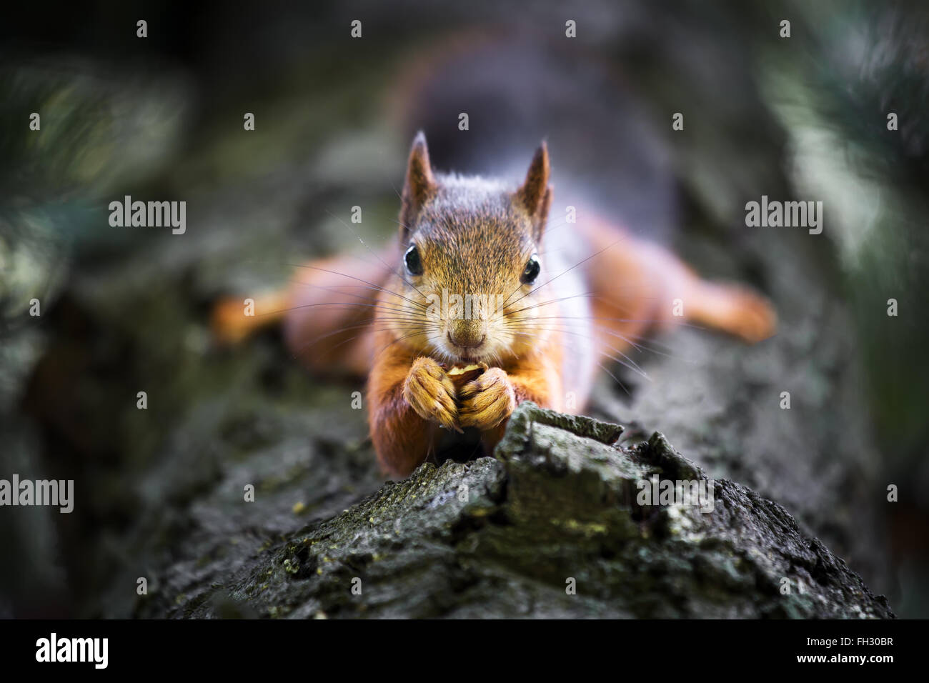 Squirrel hanging on a tree upside down and eating a walnut nut Stock