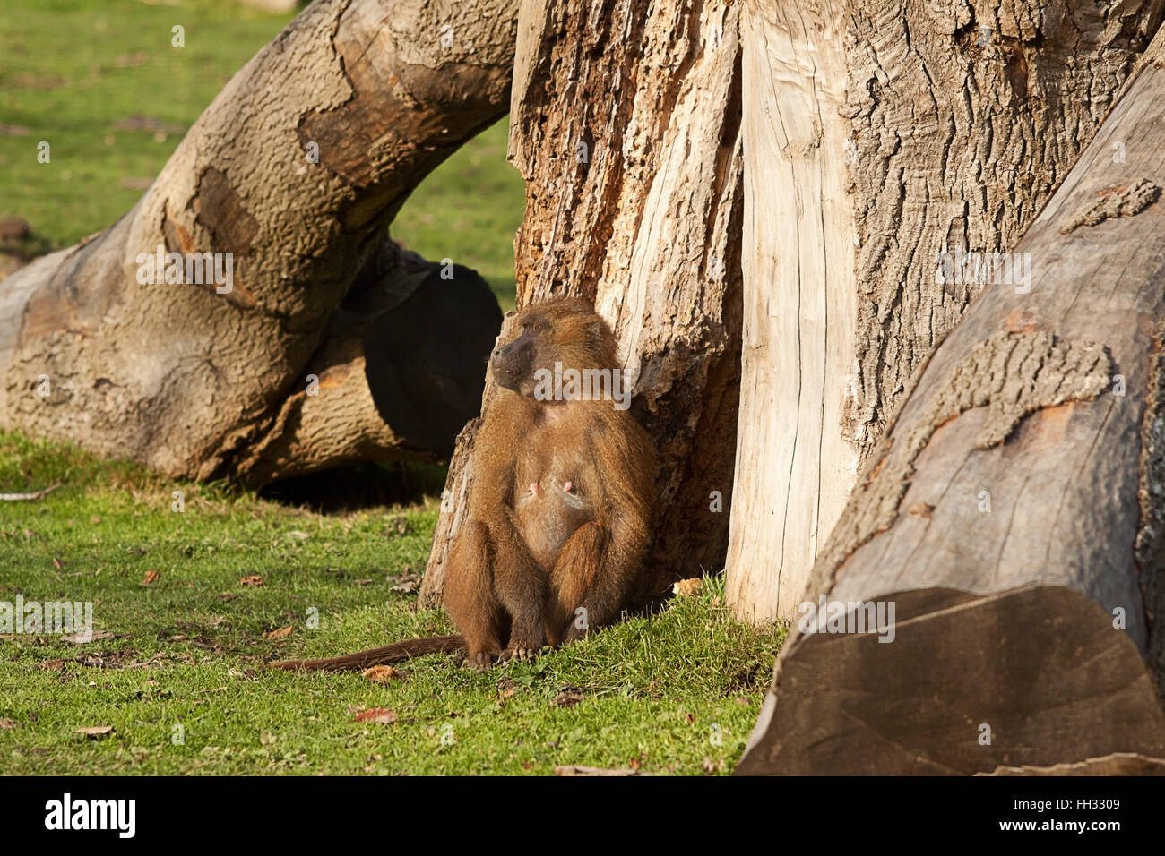 photo of a female Guinea Baboon resting Stock Photo
