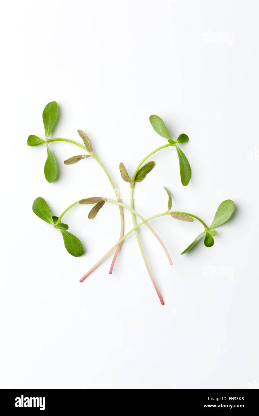 Fresh leaves of  Common purslane isolated on white background Stock Photo