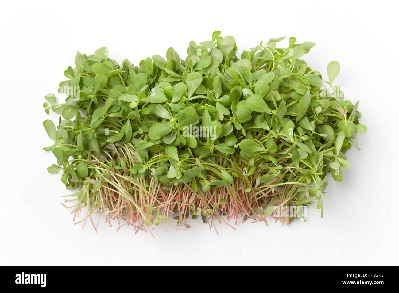 Fresh green Common purslane on white background Stock Photo