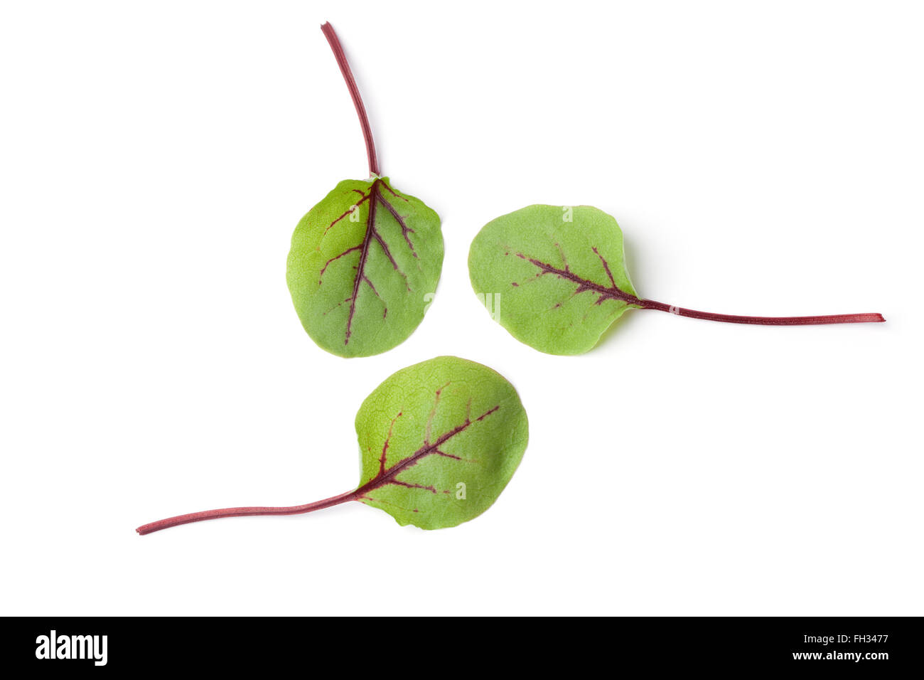 Fresh leaves of red veined dock isolated on white background Stock Photo