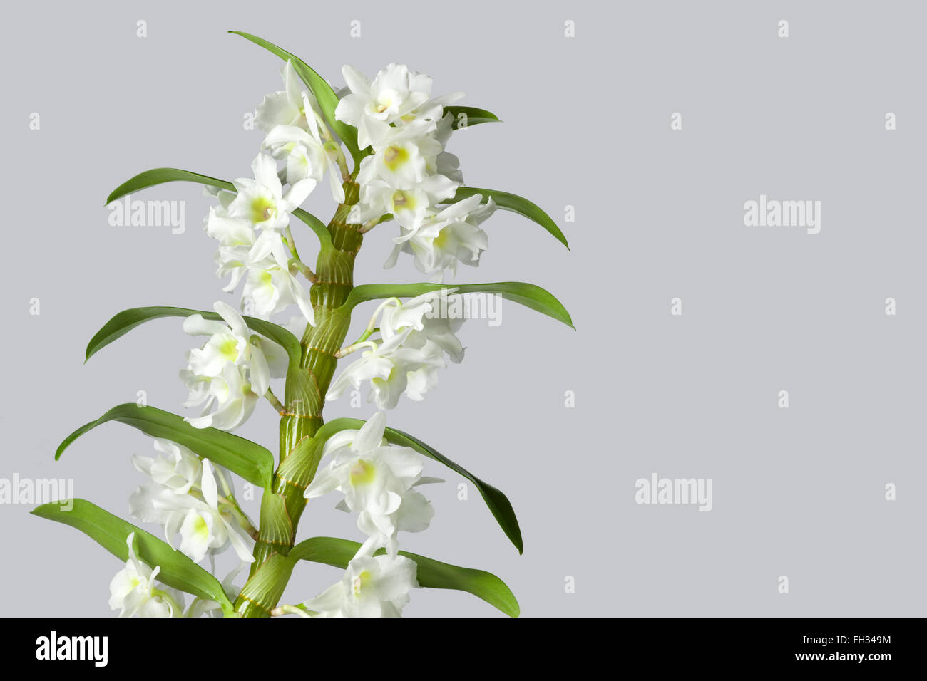 White flowering Dendrobium Stock Photo