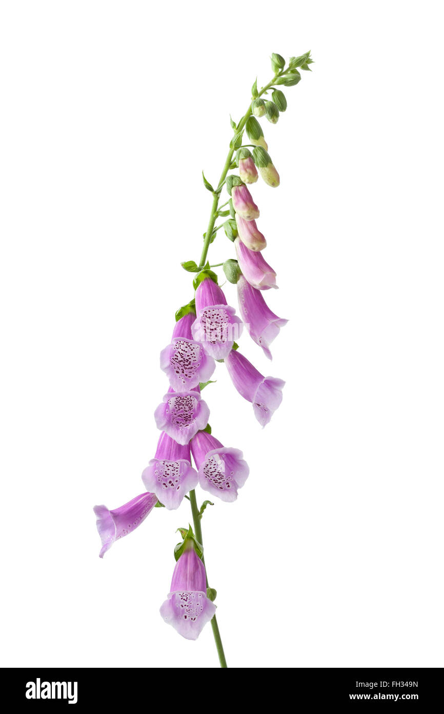 Purple flowering foxglove on isolated white background Stock Photo - Alamy