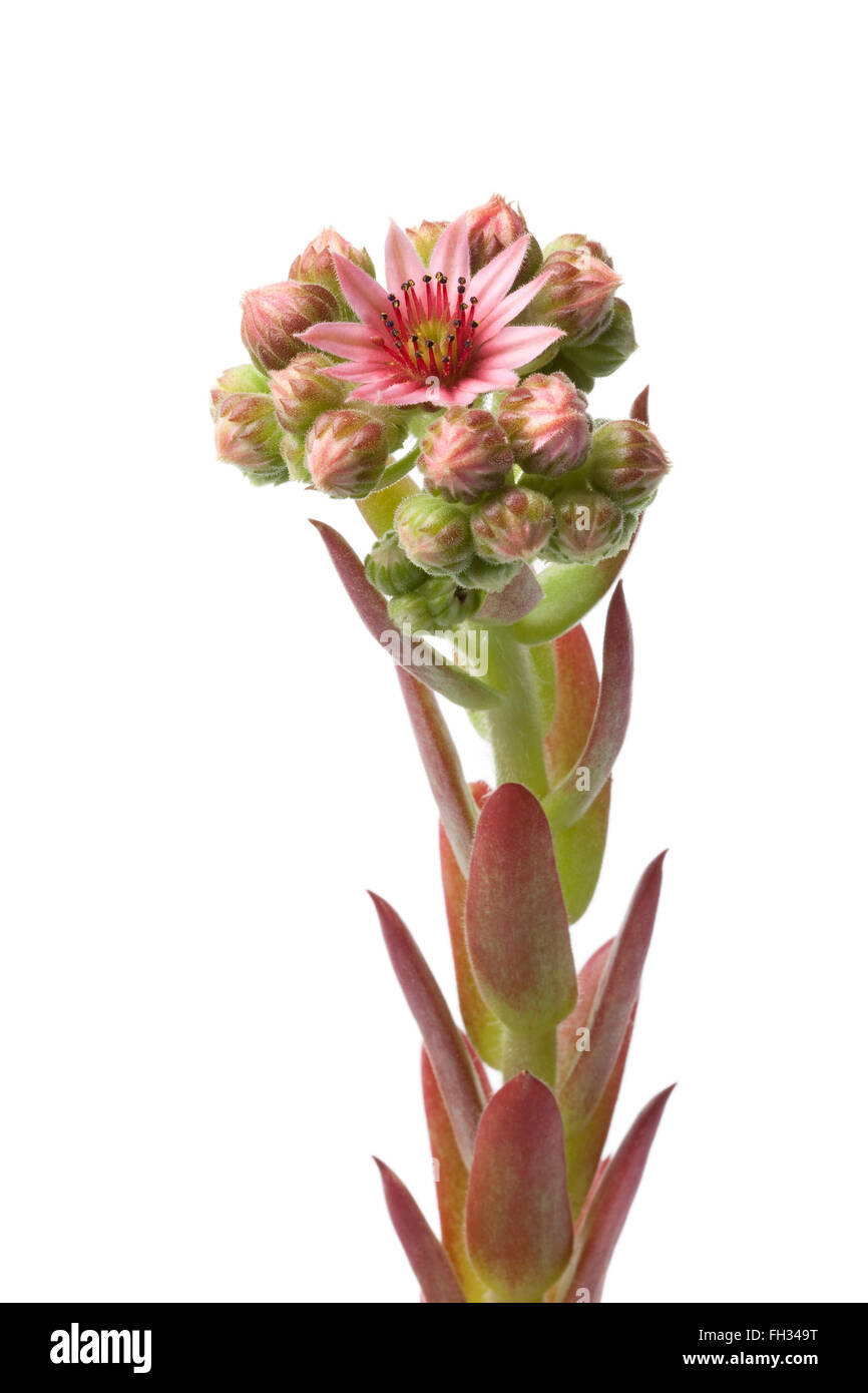 Flowering Sempervivum and buds on white background Stock Photo